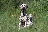 DALMATIEN 065